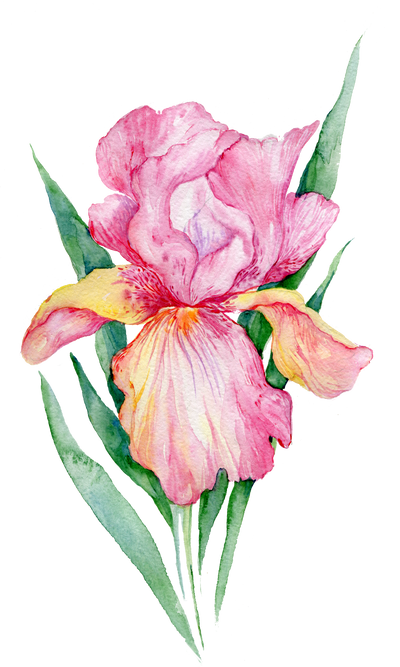 Iris Watercolor Element