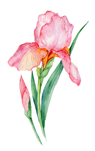 Iris Watercolor Element