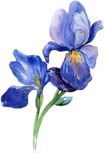 Iris Watercolor Element