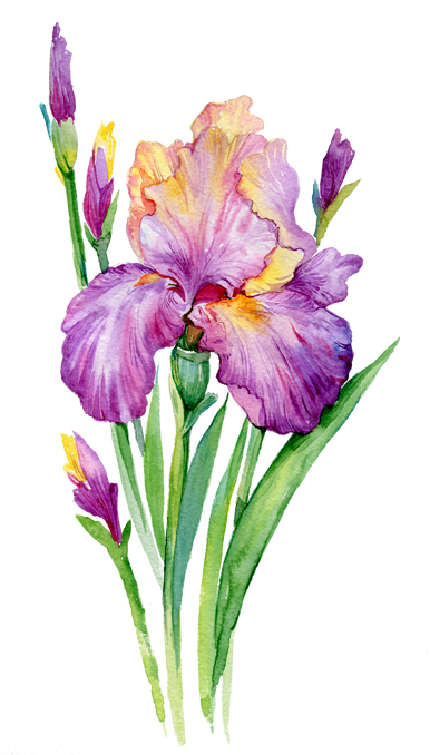 Iris Watercolor Element