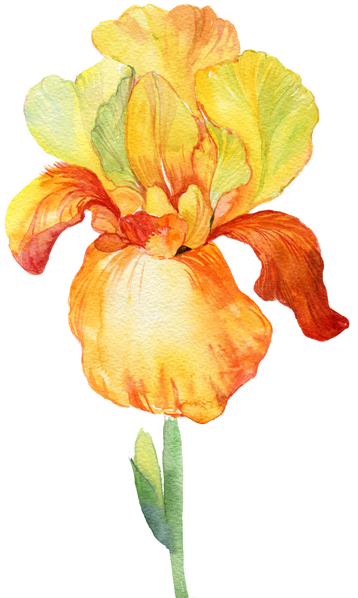 Yellow Flower Iris Watercolor Element