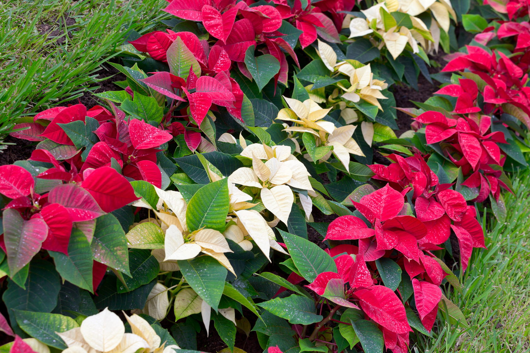 Poinsettia plants