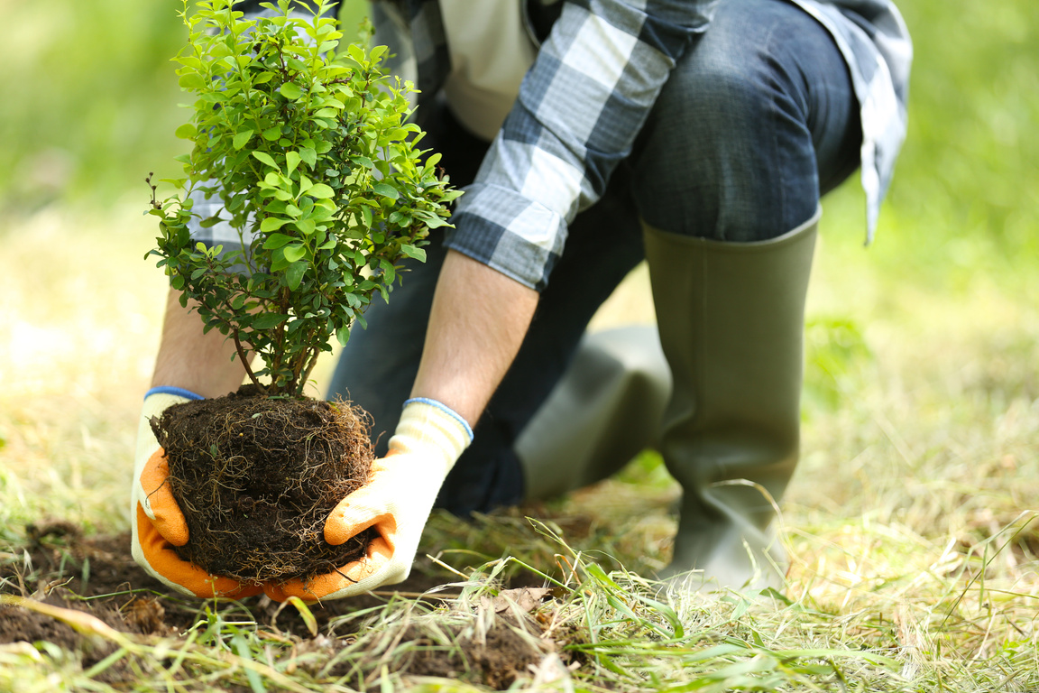 Man Planting Tree 