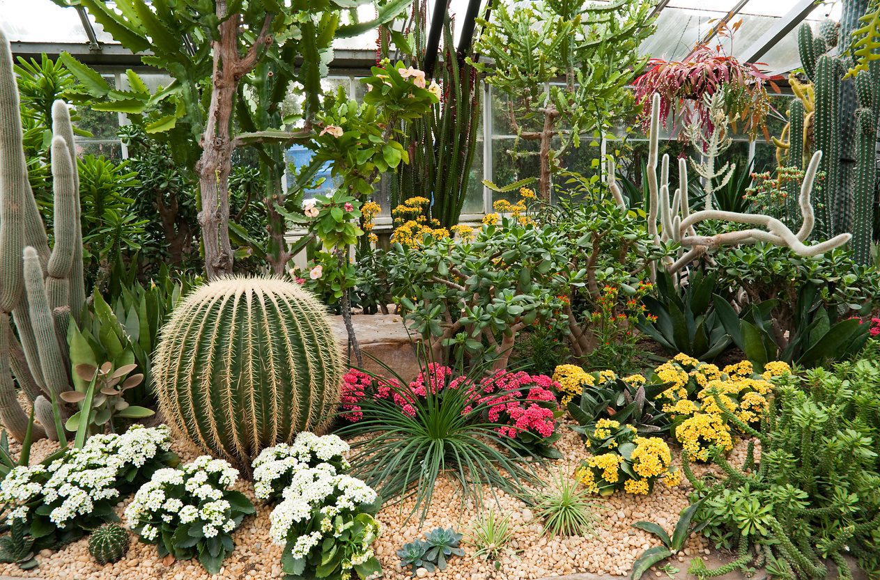 Cactus Garden Allen Gardens